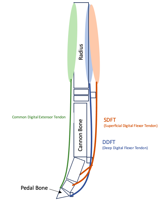Introduction to tendons